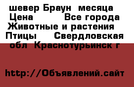 шевер Браун 2месяца › Цена ­ 200 - Все города Животные и растения » Птицы   . Свердловская обл.,Краснотурьинск г.